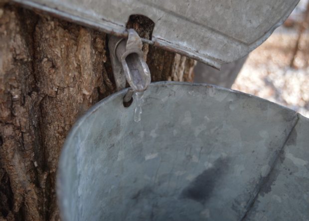 Tapping our Maples and Black Walnuts - Our Adventuring Family