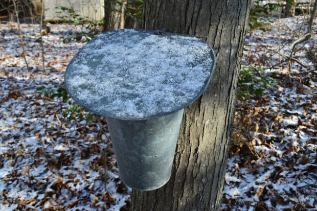 We've been experimenting with tapping maples and black walnuts on our property. It's a fun adventure that gets us outside and exploring our land, and it’s something you can do to. Read more at ouradventuringfamily.com.