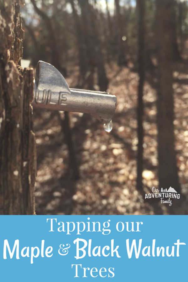 We've been experimenting with tapping maples and black walnuts on our property. It's a fun adventure that gets us outside and exploring our land, and it’s something you can do to. Read more at ouradventuringfamily.com.